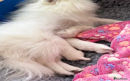 Pomeranian dogs for sale: Pom bears looking for loving homes❤️ - Image 21