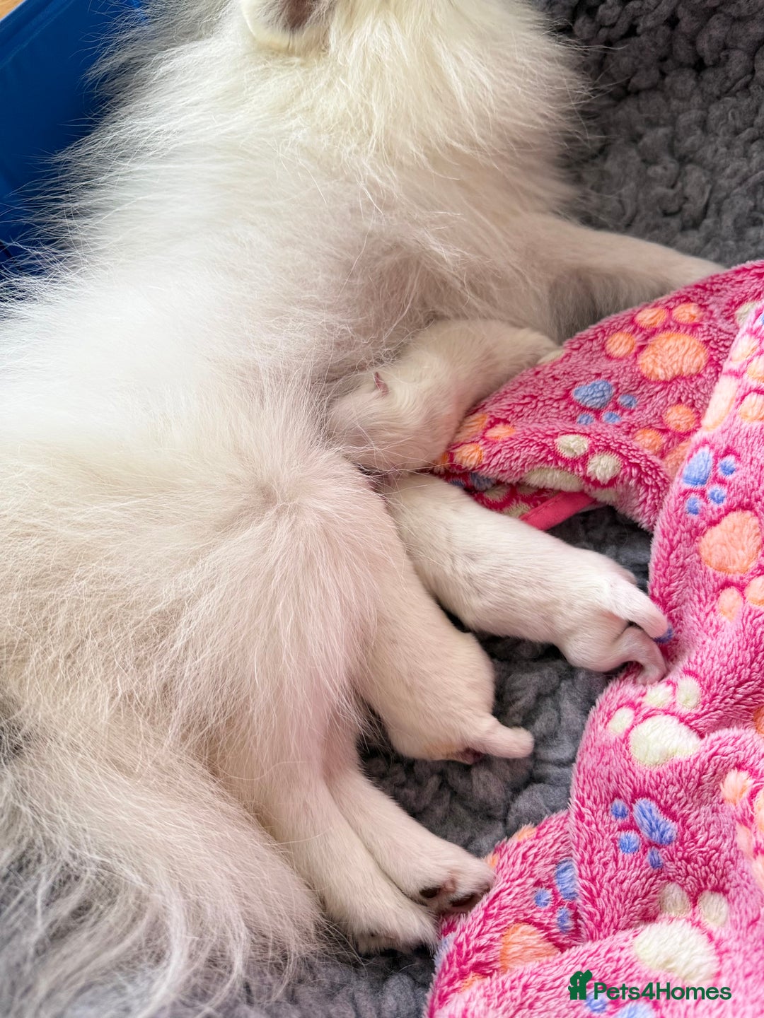Pomeranian dogs for sale: Pom bears looking for loving homes❤️ - Image 21