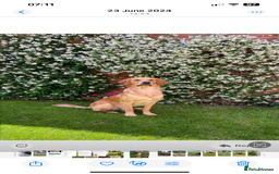 Golden Retriever dogs for sale: Absolutely stunning pedigree little boy  - Image 10