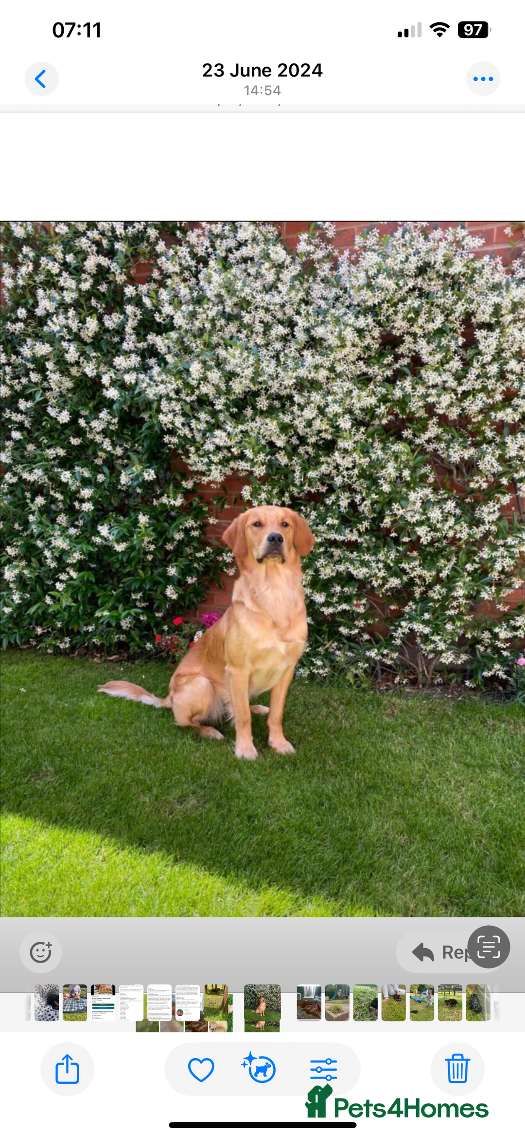 Golden Retriever dogs for sale: Absolutely stunning pedigree little boy  - Image 10