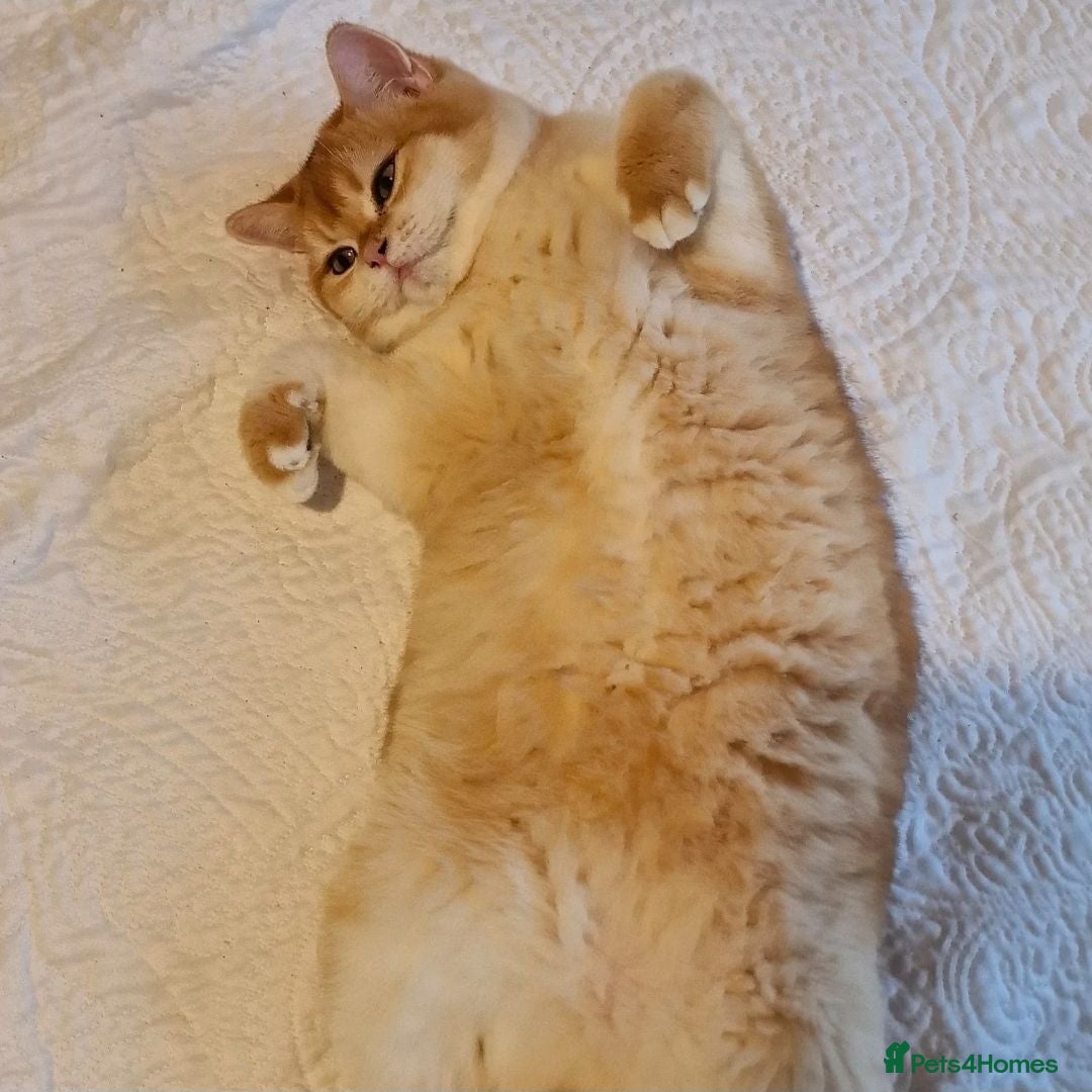 British Shorthair cats British Shorthair Golden Chinchilla Champion Lines - Advert 2