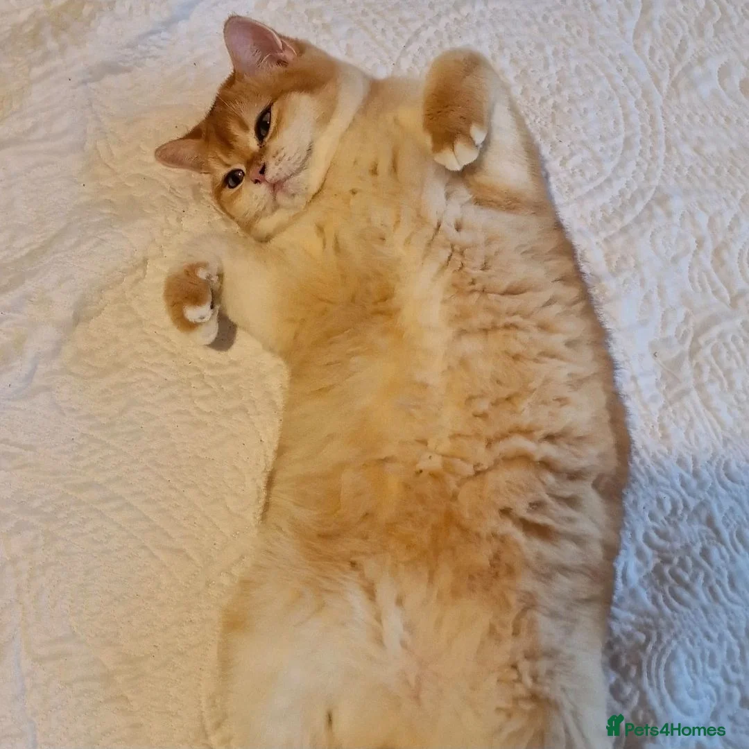 British Shorthair cats for sale: British Shorthair Golden Chinchilla Champion Lines - Advert 2