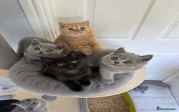 British Shorthair cats for sale: Gccf registered pedigrees kittens - Image 1