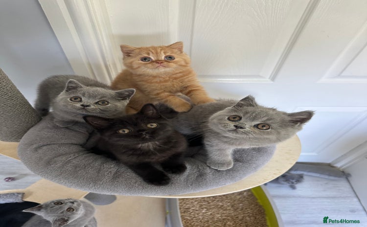 British Shorthair cats - Advert 3