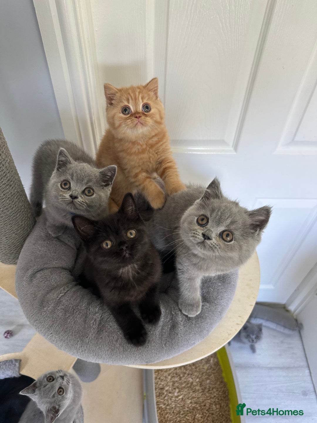 British Shorthair cats for sale: Gccf registered pedigrees kittens - Image 1