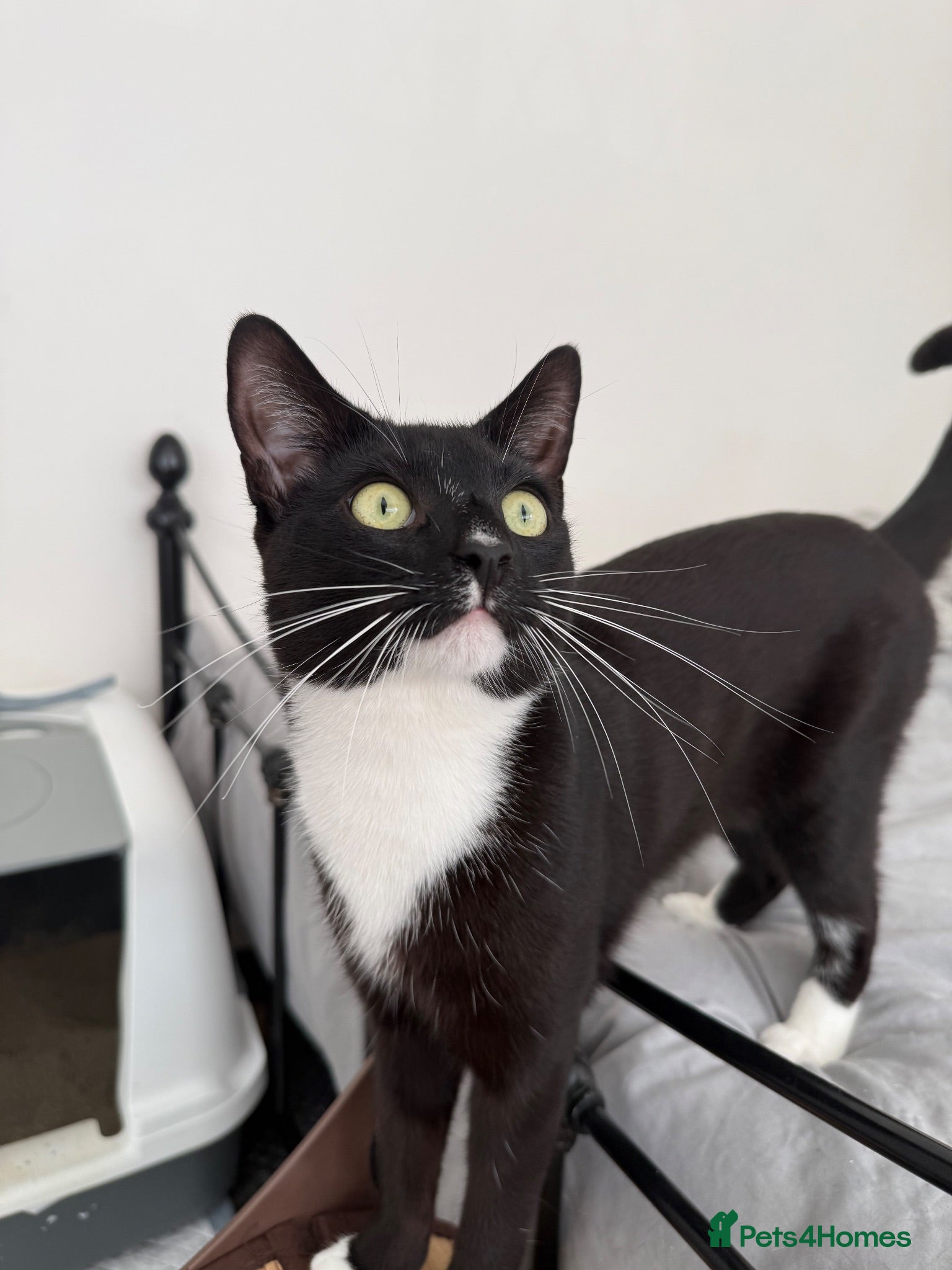 Mixed Breed cats The Best Boy Kabal - Advert 1