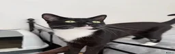 Mixed Breed cats for sale: The Best Boy Kabal - Advert 1