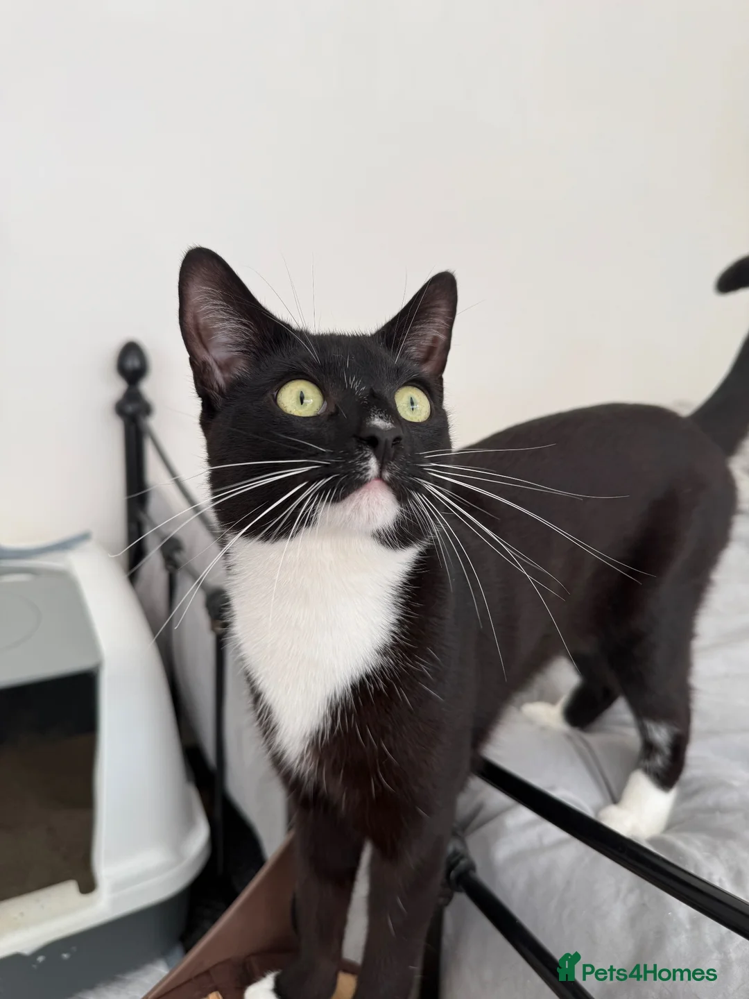 Mixed Breed cats for sale: The Best Boy Kabal - Advert 1
