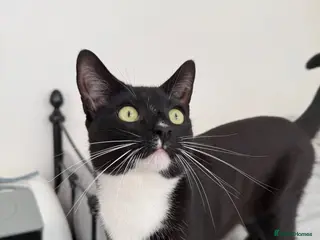Mixed Breed cats The Best Boy Kabal - Advert 1