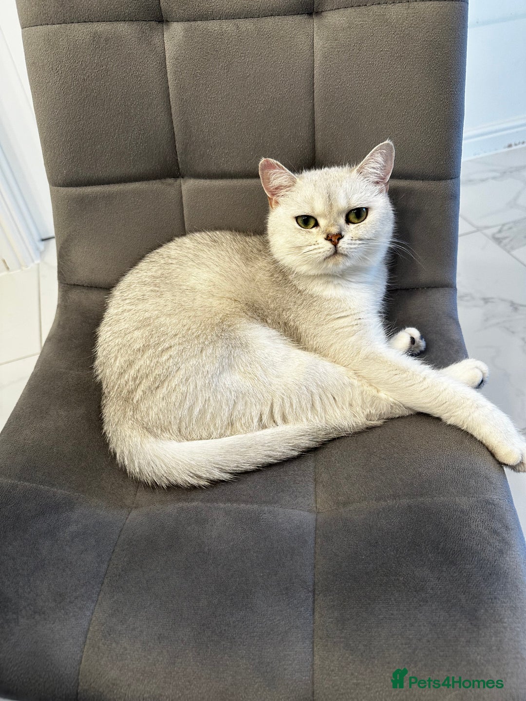 Scottish Fold cats for sale: Beautiful Scottish/British girl - regretful sale - Image 5
