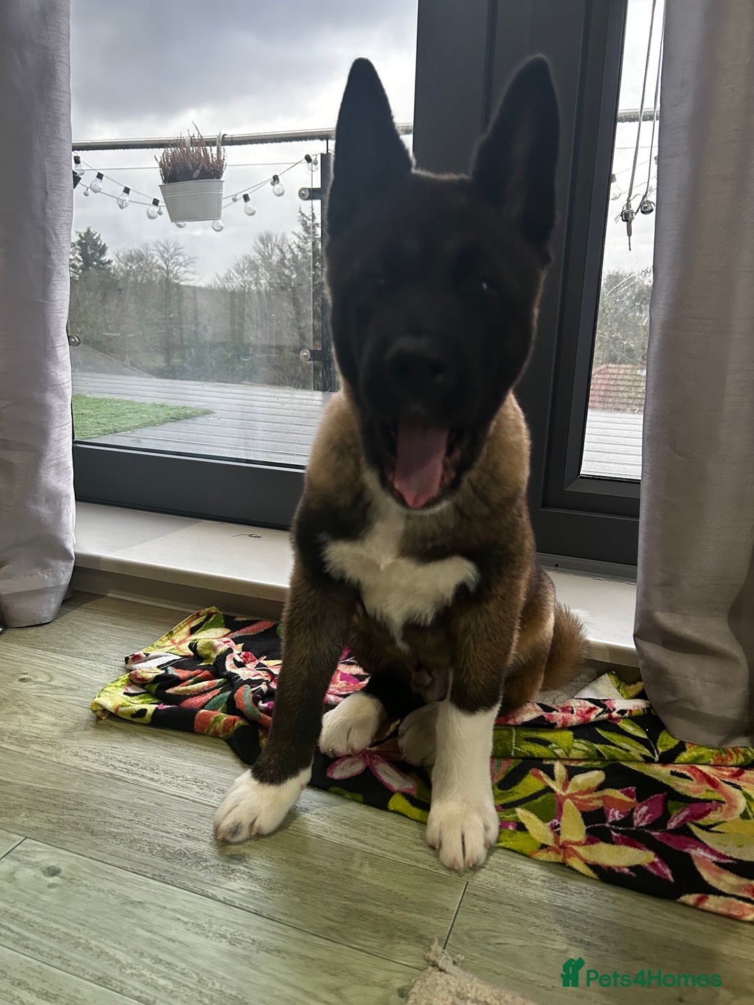 Akita dogs for sale: American Akita puppy looking for new home - Advert 12