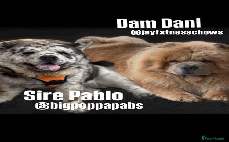 Chow Chow dogs Merle & blue bear faced Teddy chow chow puppies  - Advert 3