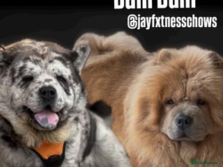 Chow Chow dogs Merle & blue bear faced Teddy chow chow puppies - Advert 2