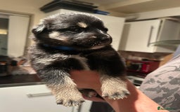 Mixed Breed dogs for sale: 10 Beautiful Rottsky Puppies  - Image 8