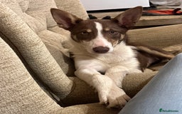 Border Collie dogs for sale: Working Collies  - Image 4