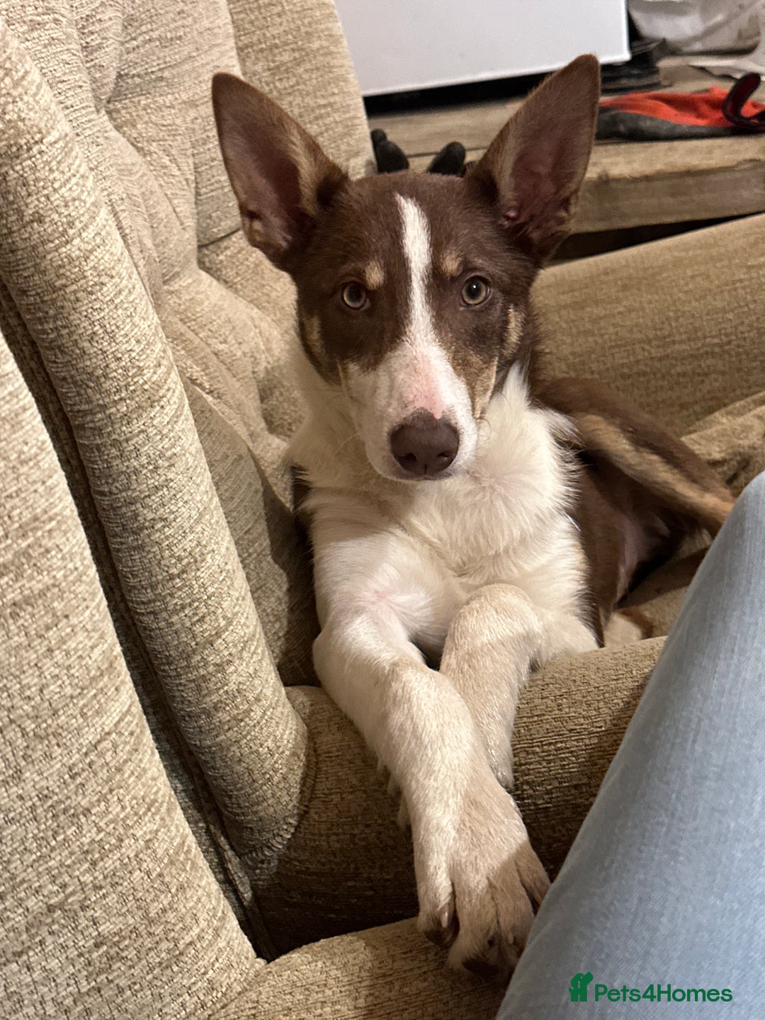 Border Collie dogs for sale: Working Collies  - Image 4