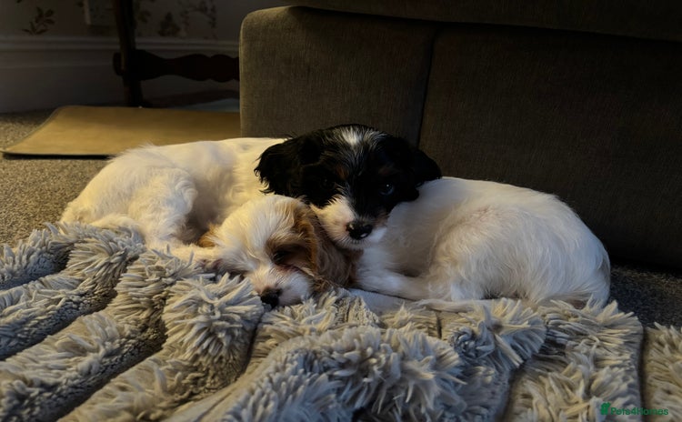 Mixed Breed dogs - Advert 8