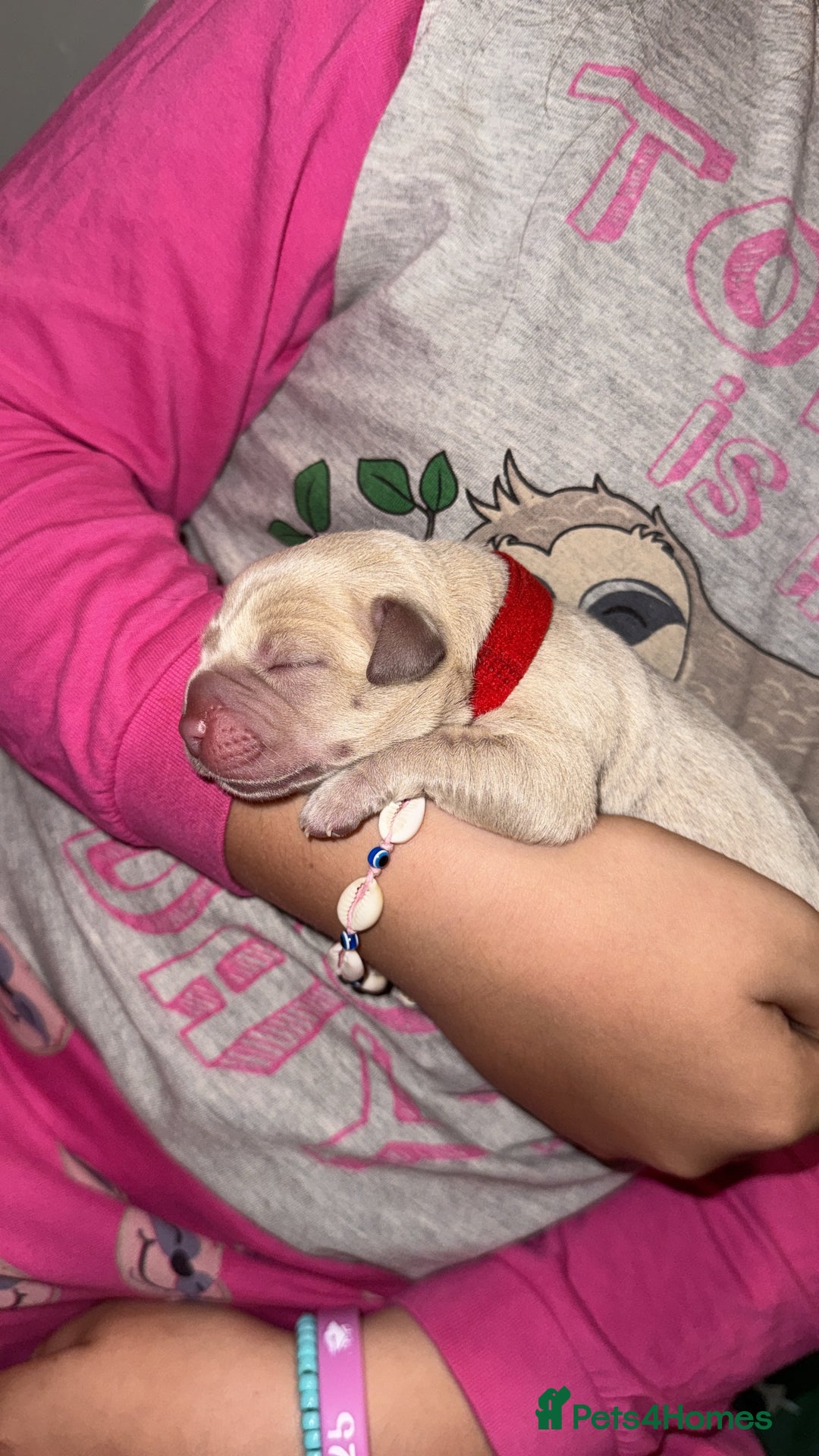 Labrador Retriever dogs for sale: Labrador Puppies  - Image 6