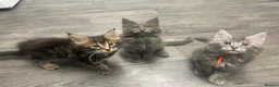 Maine Coon cats for sale: 7 GCCF registered Maine coon boys. - Advert 7
