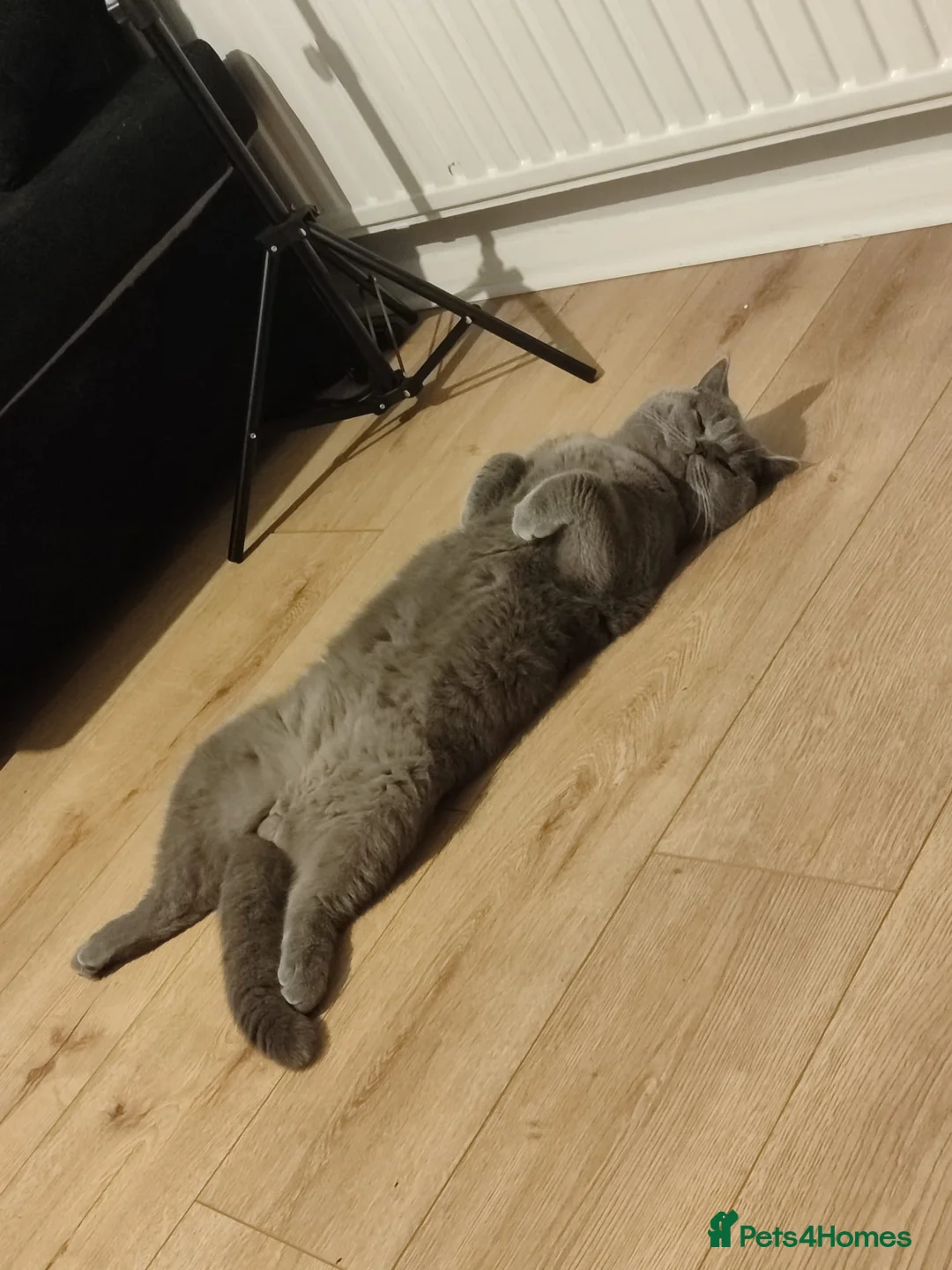 British Shorthair cats for stud: Rocky boi on Heat!! - Advert 4