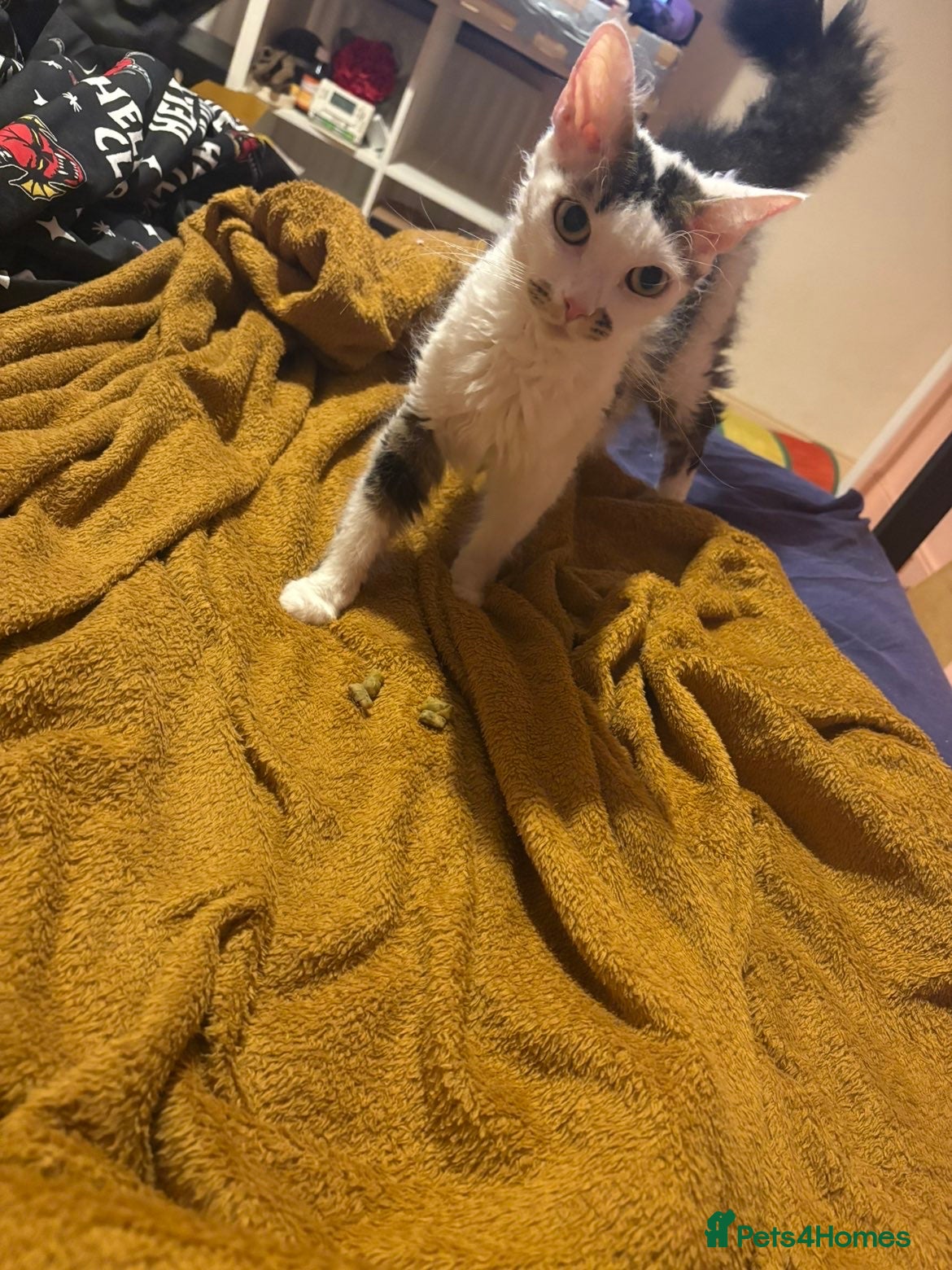 Mixed Breed cats SelkirkRex mum/Tabby Dad, 1 Kitten left available  - Advert 2