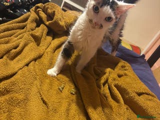 Mixed Breed cats SelkirkRex mum/Tabby Dad, 1 Kitten left available - Advert 2