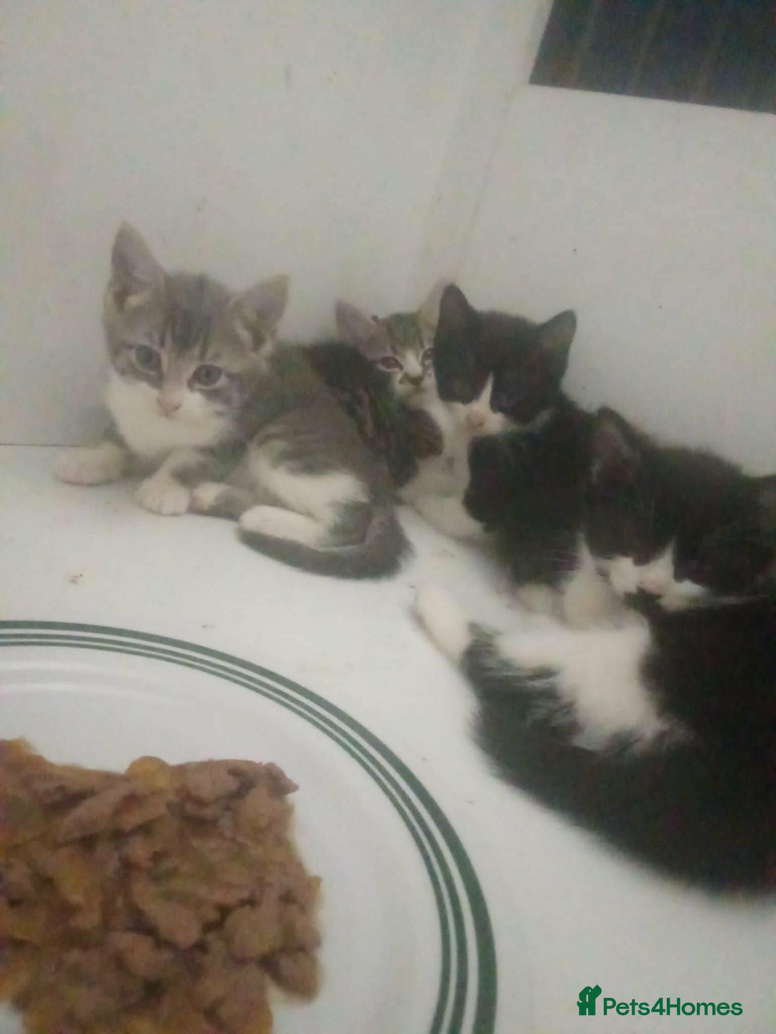 Mixed Breed cats Kittens for sale  - Advert 1