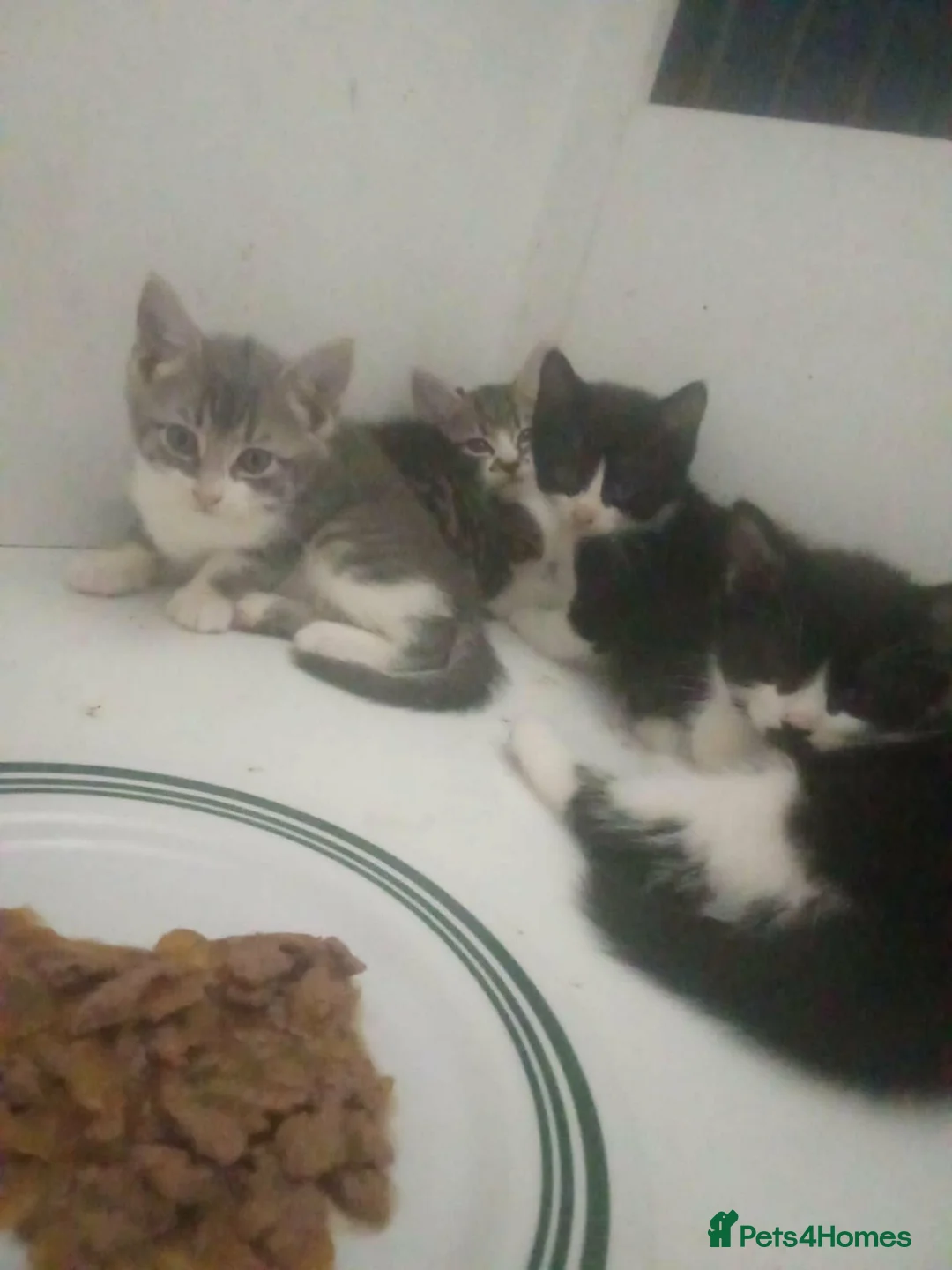 Mixed Breed cats for sale: Kittens for sale  - Advert 1