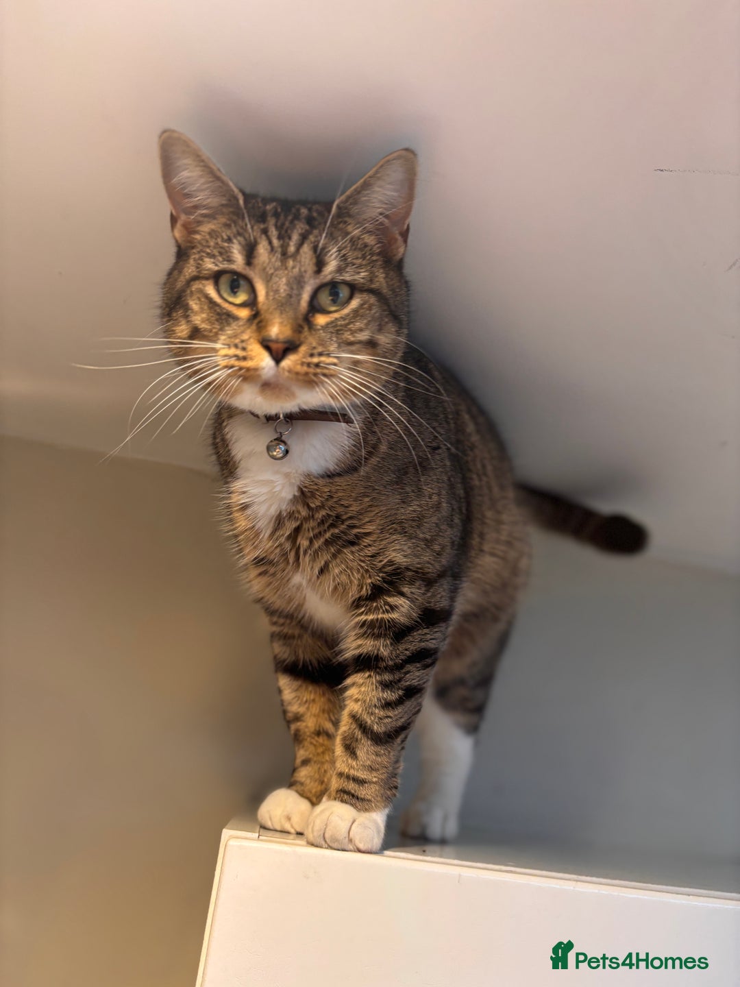 Mixed Breed cats for sale: Rehoming our lovely tabby cat Mika - Advert 1