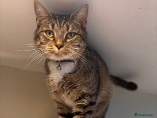 Mixed Breed cats Rehoming our lovely tabby cat Mika - Advert 2