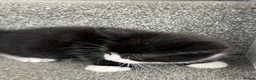 Mixed Breed cats for sale: mainecoon/european in Corby - Advert 17