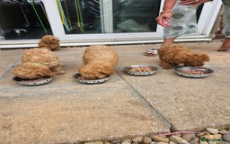 Cavapoo dogs for sale: F1b red cavapoo  - Image 16
