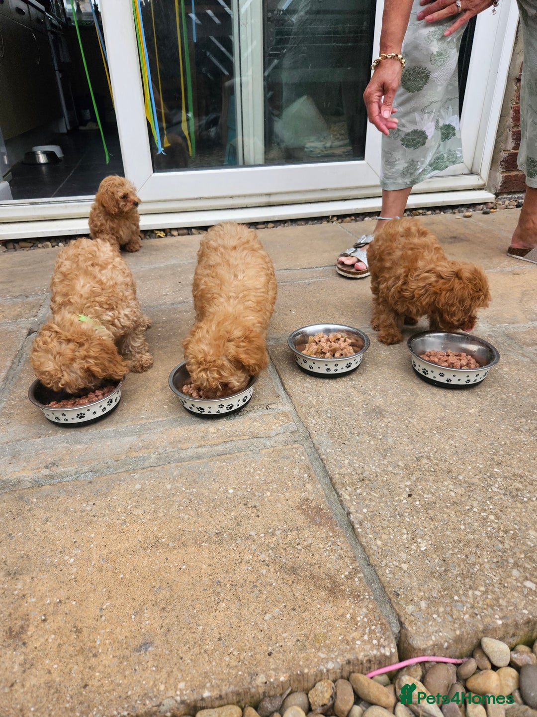 Cavapoo dogs for sale: F1b red cavapoo  - Image 16