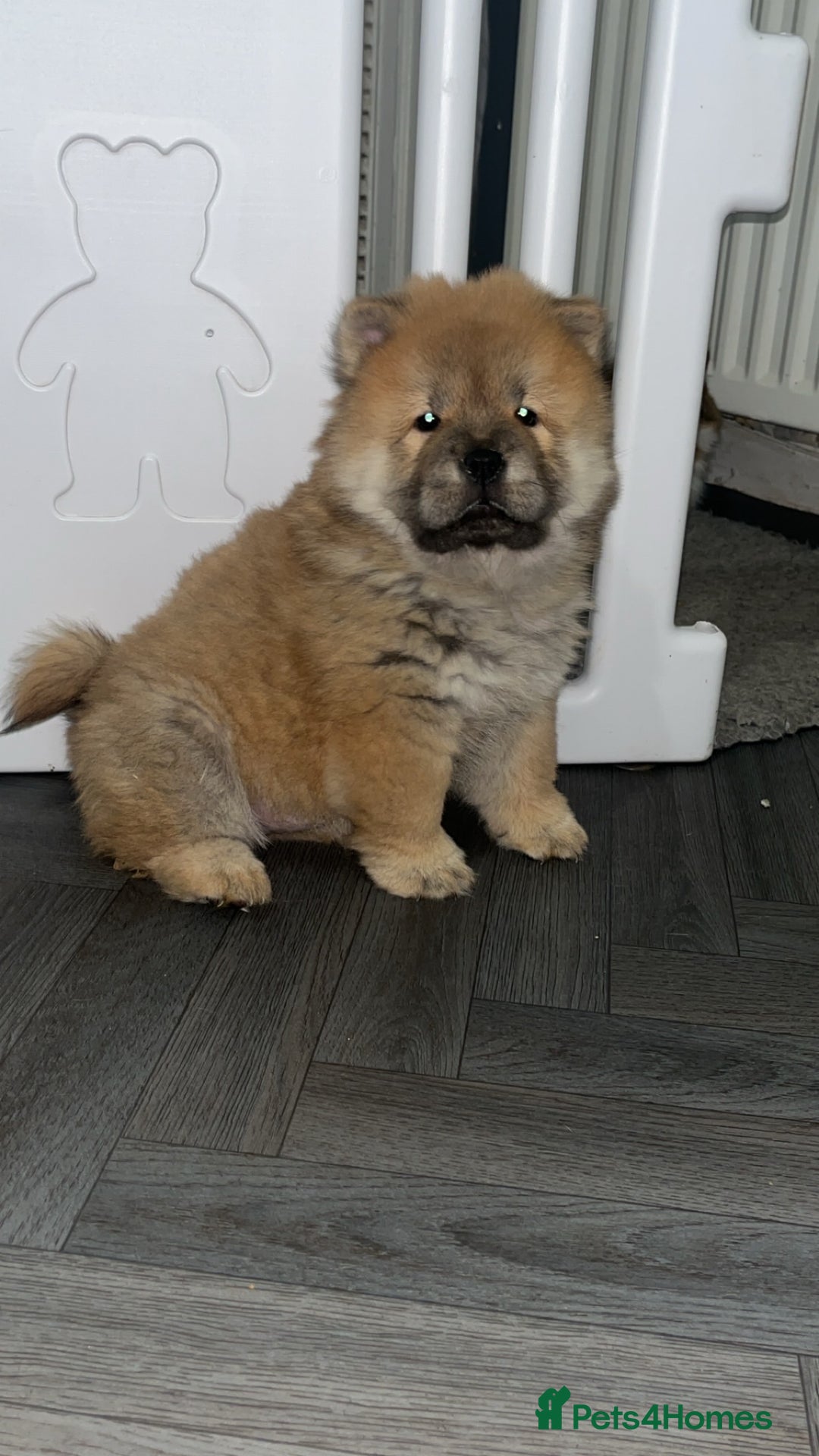 Chow Chow dogs for sale: 2 stunning chow chow girls  - Advert 2