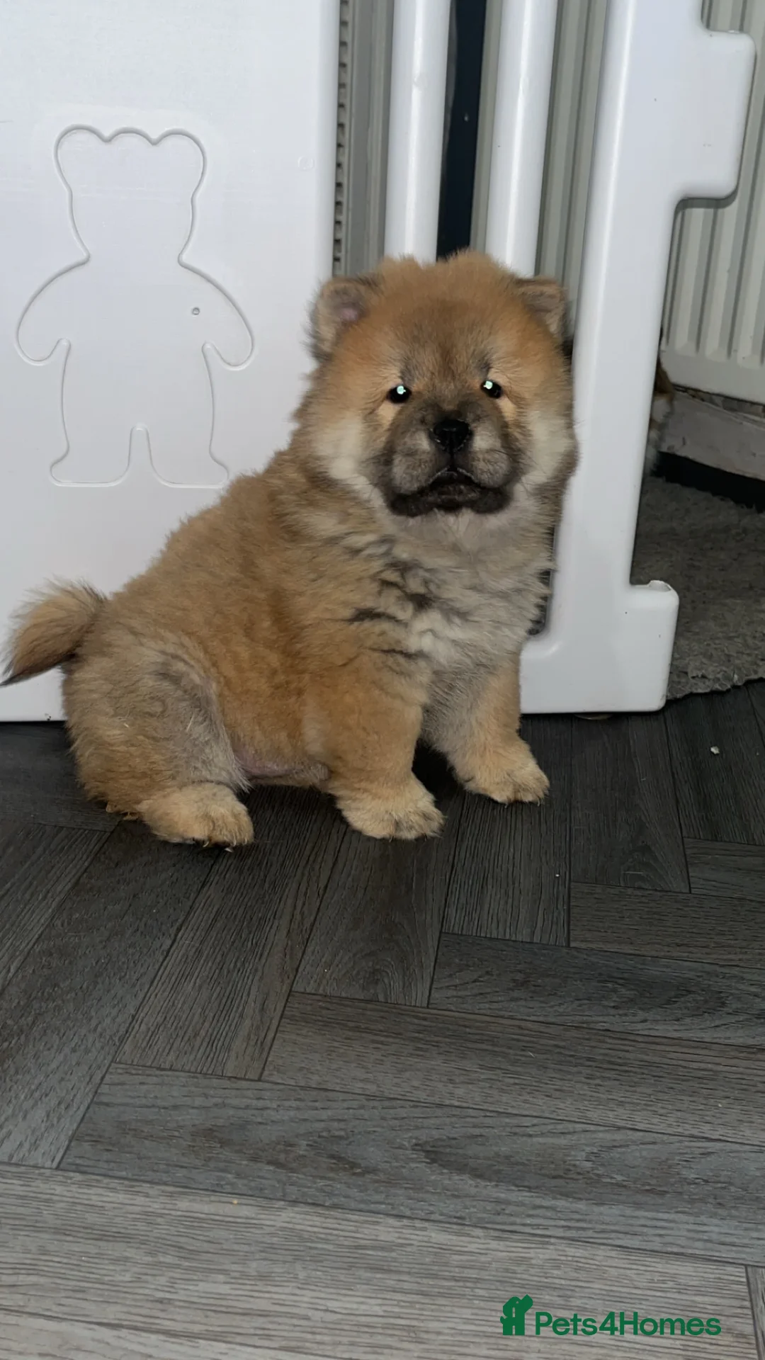 Chow Chow dogs for sale: 1 female left chow chow  - Advert 5