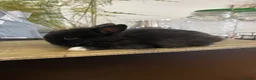 Mini Lion Lop rabbits for sale:  Beautiful Mini Lion Lop Bunnies  - Advert 8