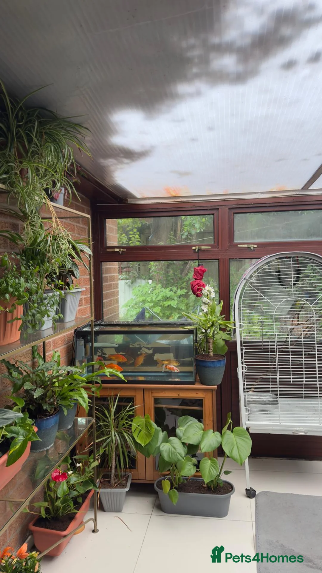 Budgerigars birds for sale: Budgies  in Leicester - Advert 3