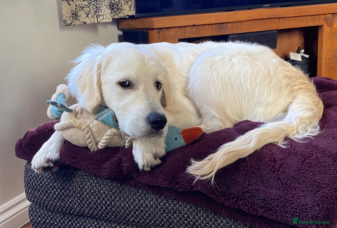 Golden Retriever dogs for sale: Looking for a Loving Home for Our Golden Retriever - Advert 3