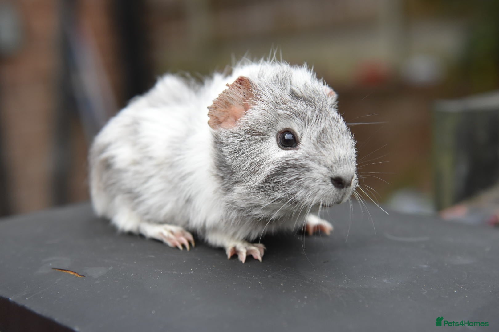 Guinea Pig rodents Baby Guinea Pigs Looking For New Homes - Advert 2