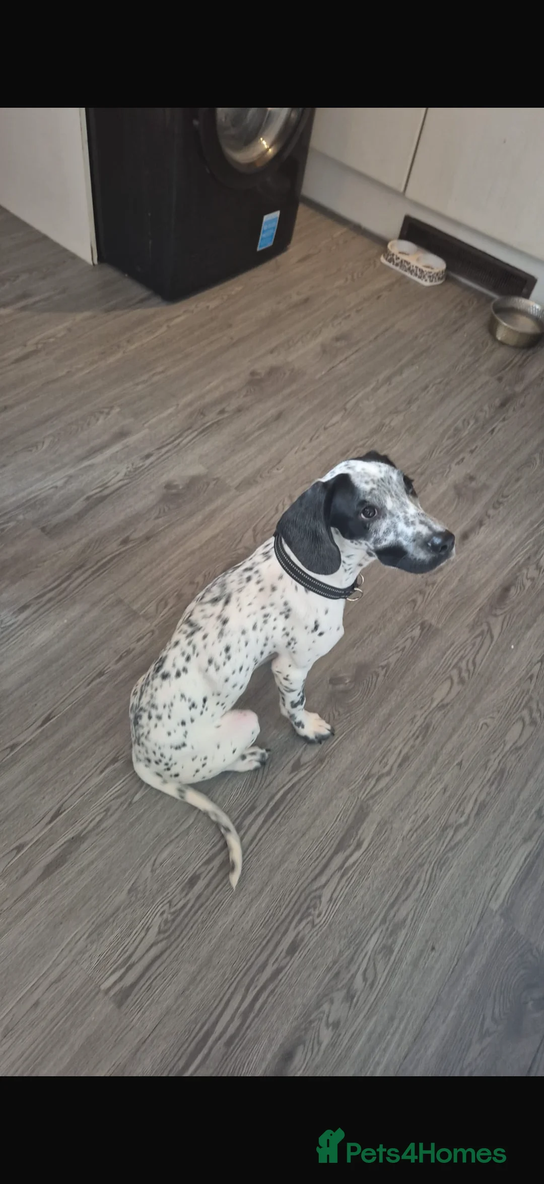 Mixed Breed dogs for sale: 9 month old dalmation x cocker spaniel - Advert 1