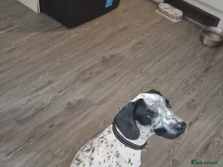 Mixed Breed dogs 9 month old dalmation x cocker spaniel - Advert 15