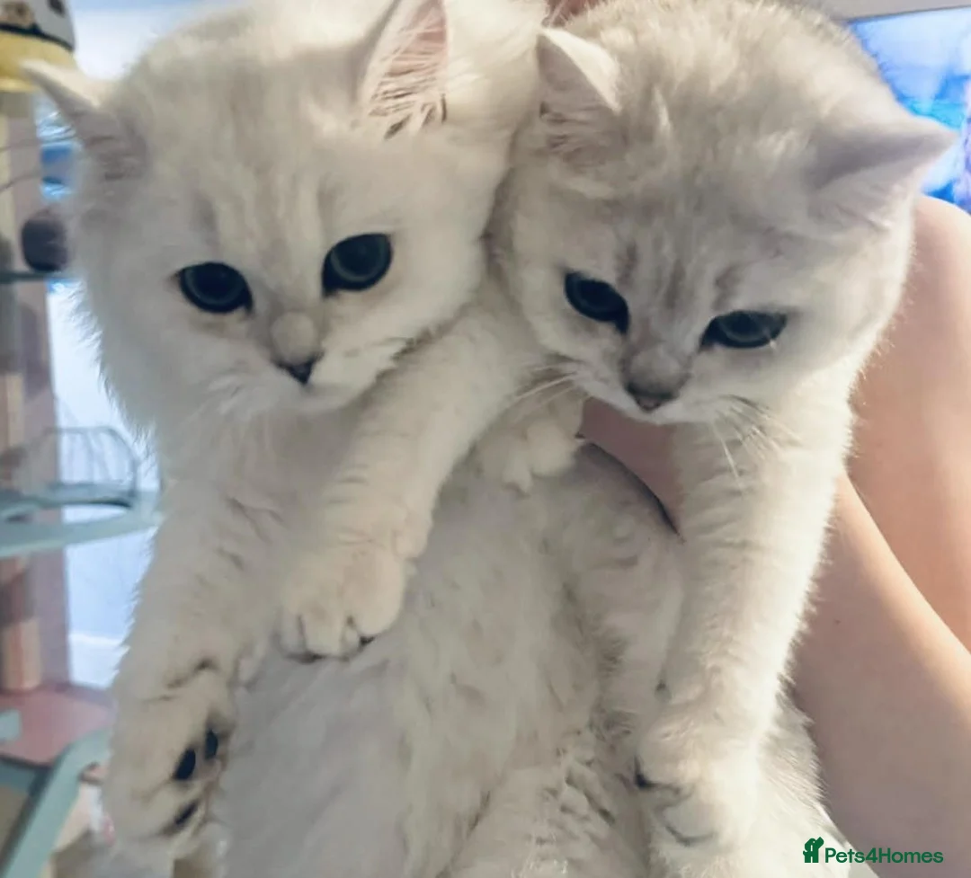 British Shorthair cats for sale: GCCF Champion Lines British Shorthair Black Tipped - Advert 2
