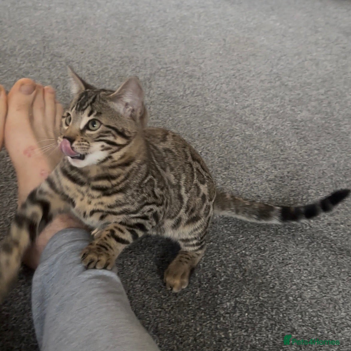 Bengal cats for sale: Exceptional bengal babies 🐆💎❤️ - Advert 2