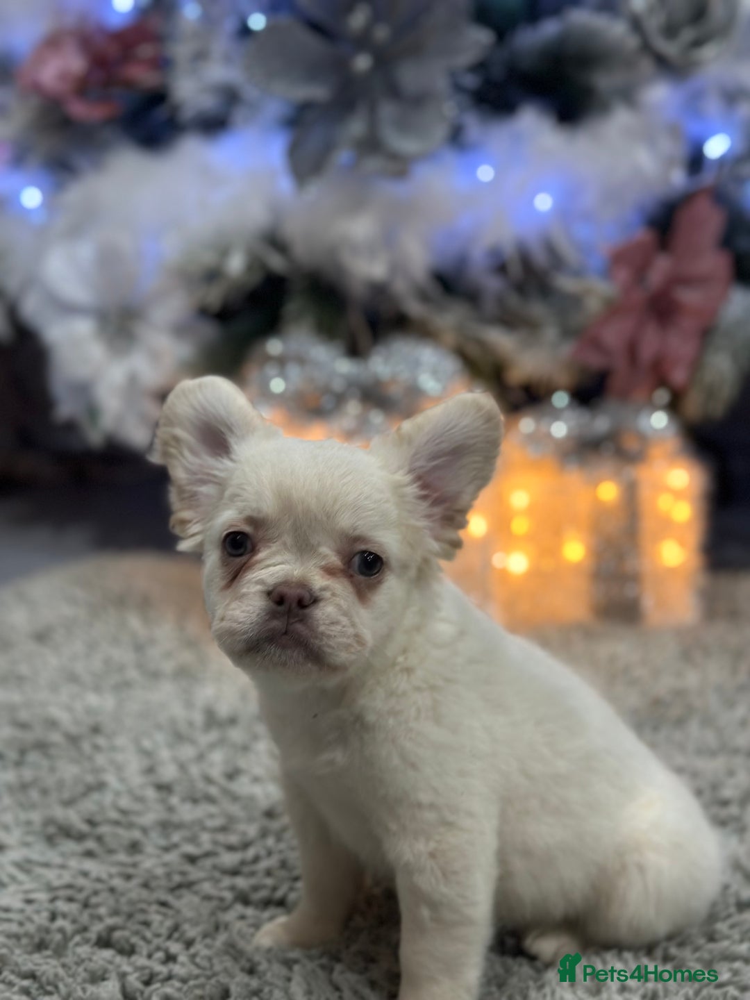 French Bulldog dogs for sale: LAST GIRL LEFT fluffy French bulldogs  - Advert 13