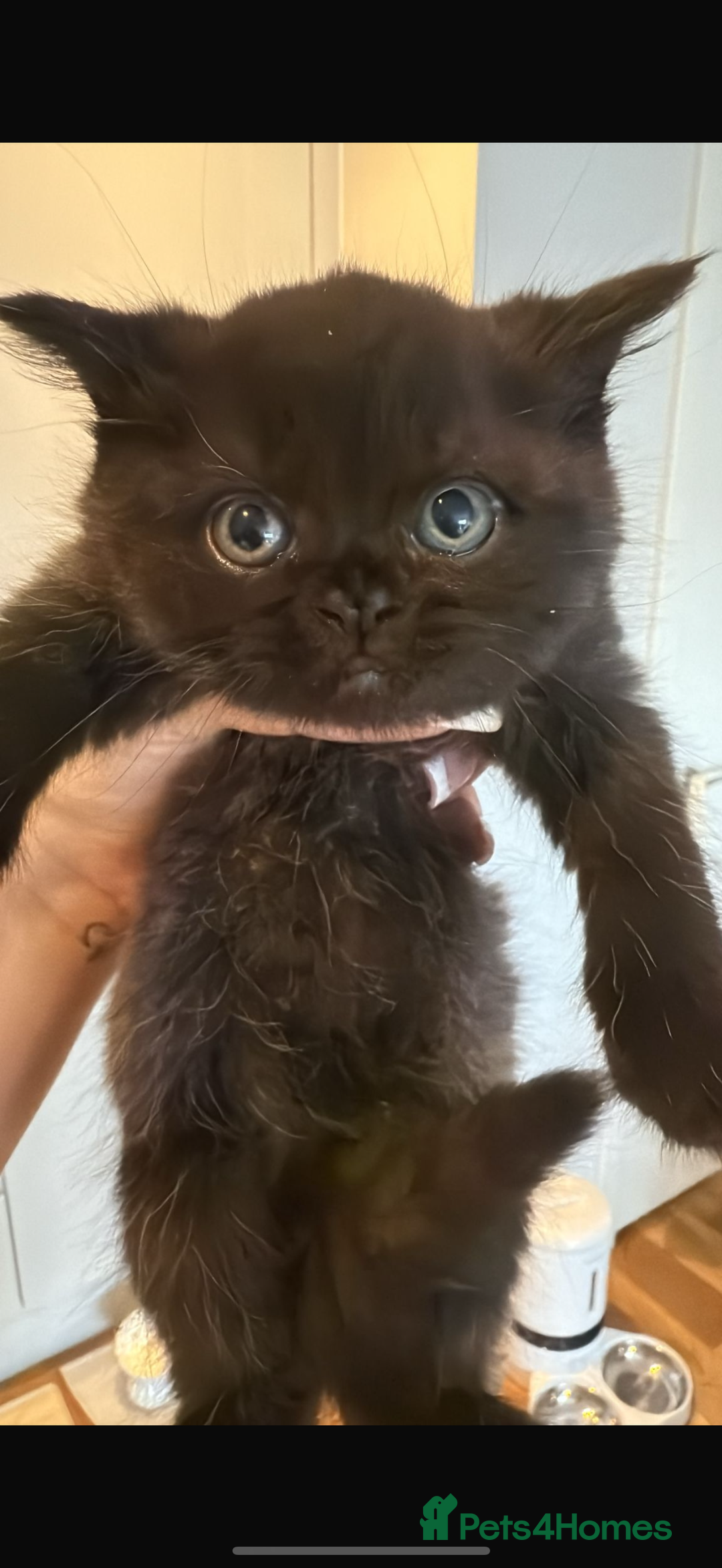 British Shorthair cats for sale: 🐾Fluffy British Shorthair Mix Kittens 🐾 - Image 5