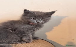 Maine Coon cats for sale: FINAL 3 REMAINING :TICA registered Mainecoons  - Image 6