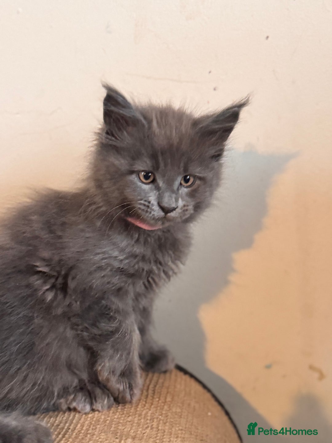 Maine Coon cats for sale: FINAL 3 REMAINING :TICA registered Mainecoons  - Image 6