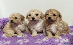 Poochon dogs for sale: 💥STUNNING H/TESTED F1 POOCHON PUPPIES FOR SALE💥 - Image 13