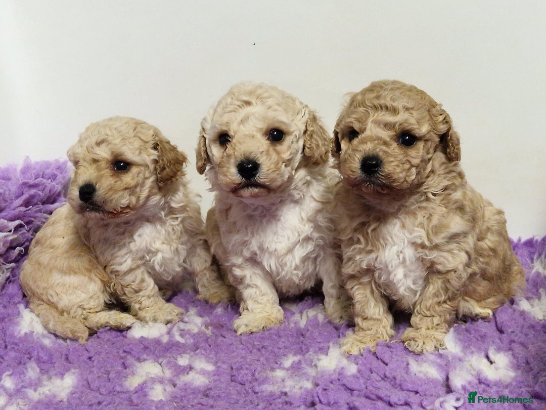 Poochon dogs for sale: 💥STUNNING H/TESTED F1 POOCHON PUPPIES FOR SALE💥 - Image 13