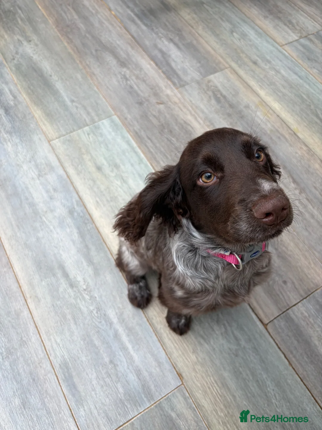 Cocker Spaniel dogs for sale: 16 week female cocker spaniel  - Advert 3